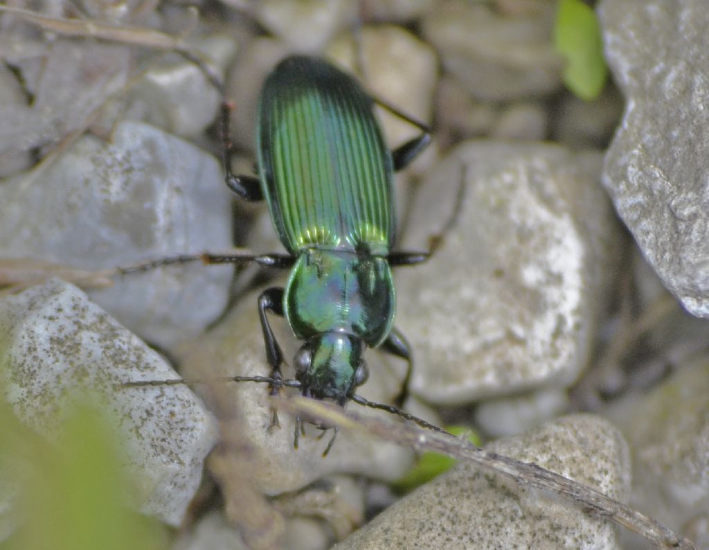 Harpalus distinguendus? No, Poecilus lepidus gressorius